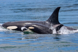 Orca mom with calf