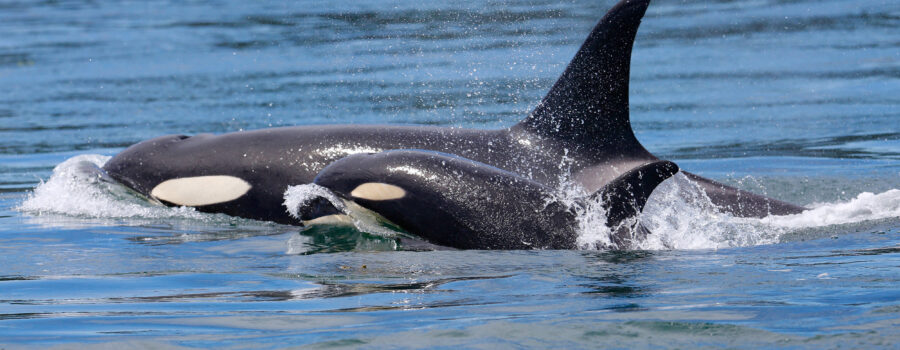 Orca mom with calf