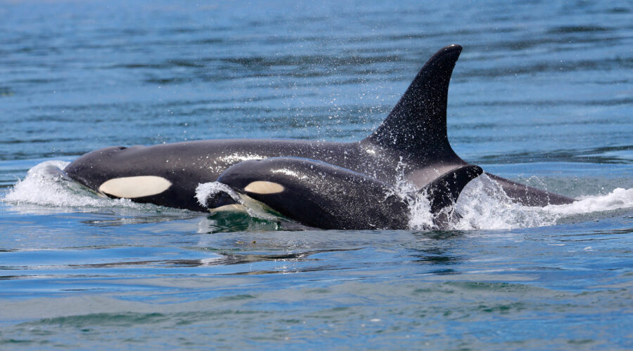 Orca mom with calf