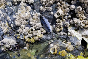 mussel on a rock