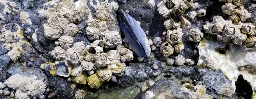 mussel on a rock