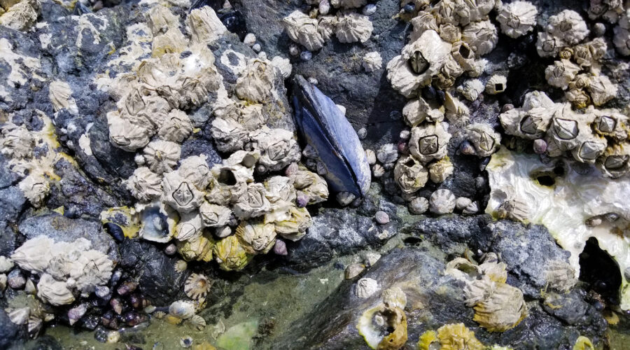 mussel on a rock