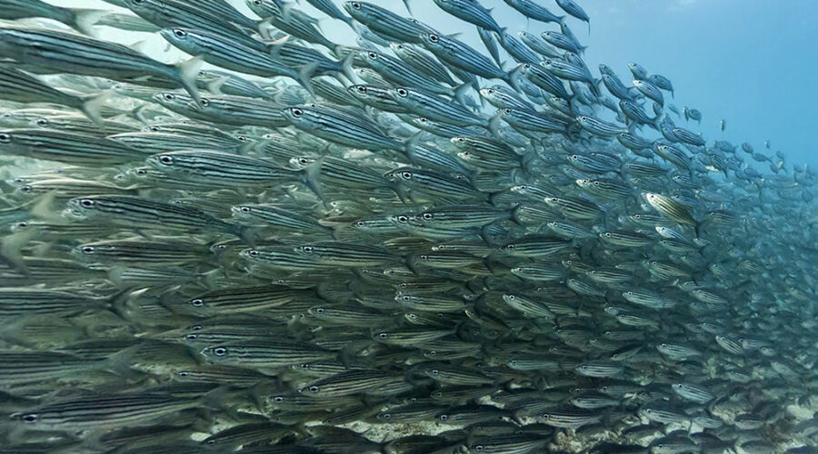 School of prey fish