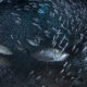 Shout out to Oceana and Earthjustice for protecting the ocean’s small fish!