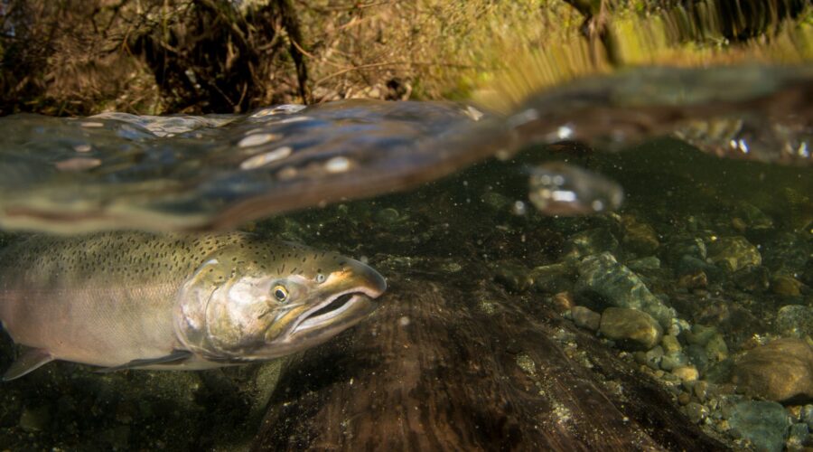 Coho salmon