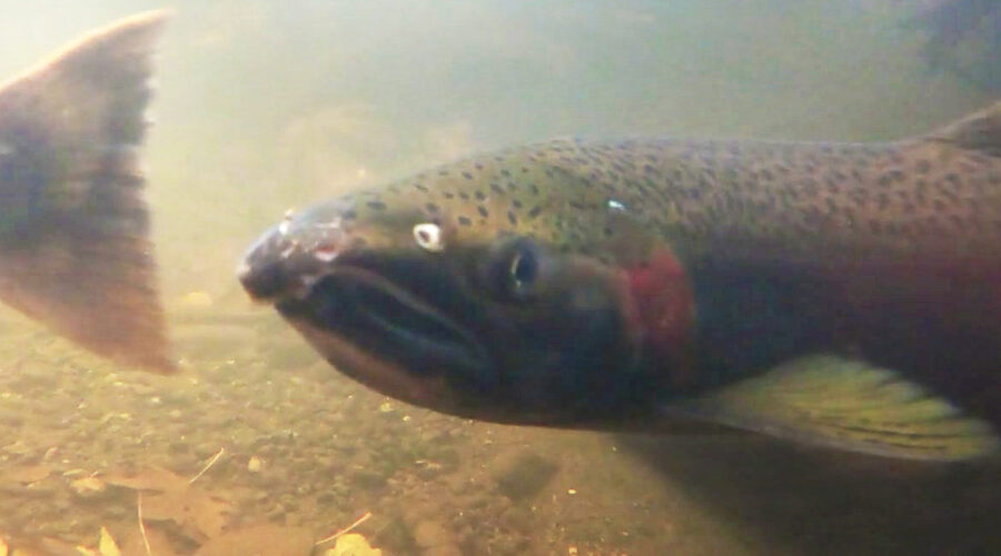 Male Coho in Longfellow Creek