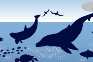 ocean acidification food web illustration