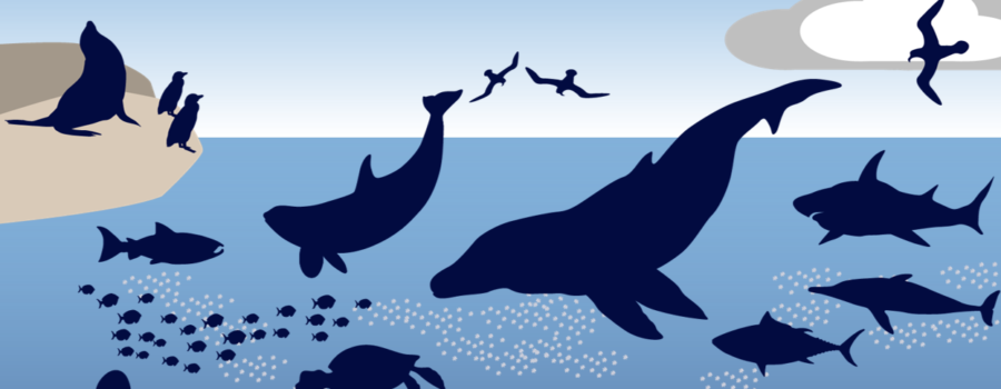 ocean acidification food web illustration