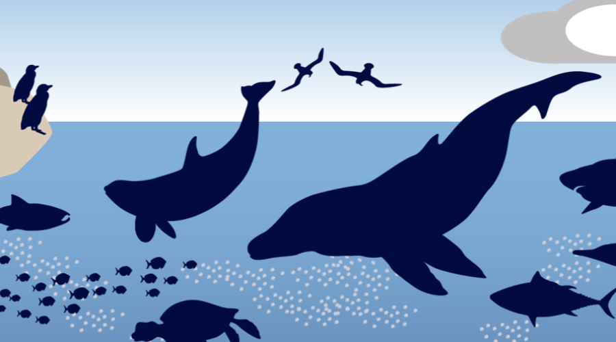 ocean acidification food web illustration